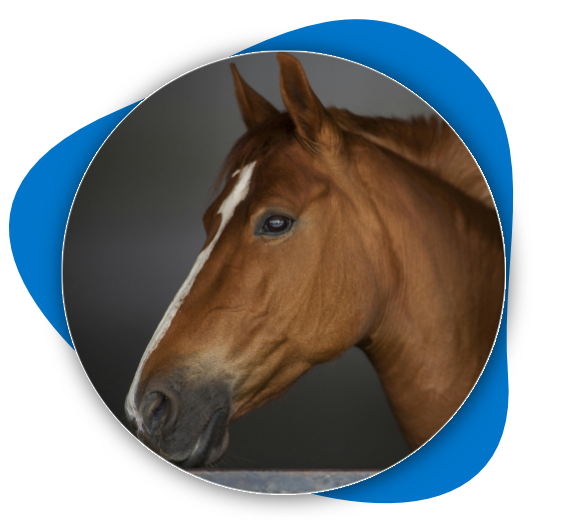 Picture of a horse